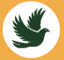 Graphic illustration of a dove